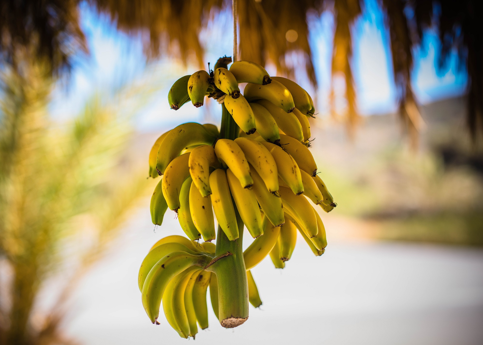 Tasty,Bananas,In,Crete.
